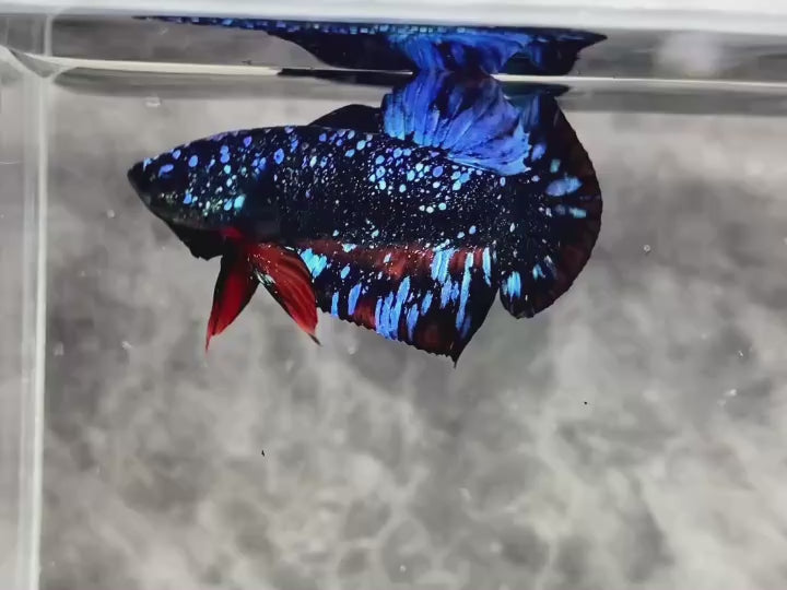 Rare Avatar Betta Fish