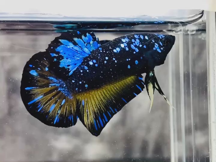 Rare Avatar Betta Fish (Male) - AV1002