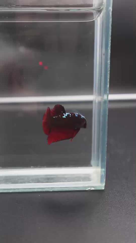 Rare Red Samurai Betta Fish