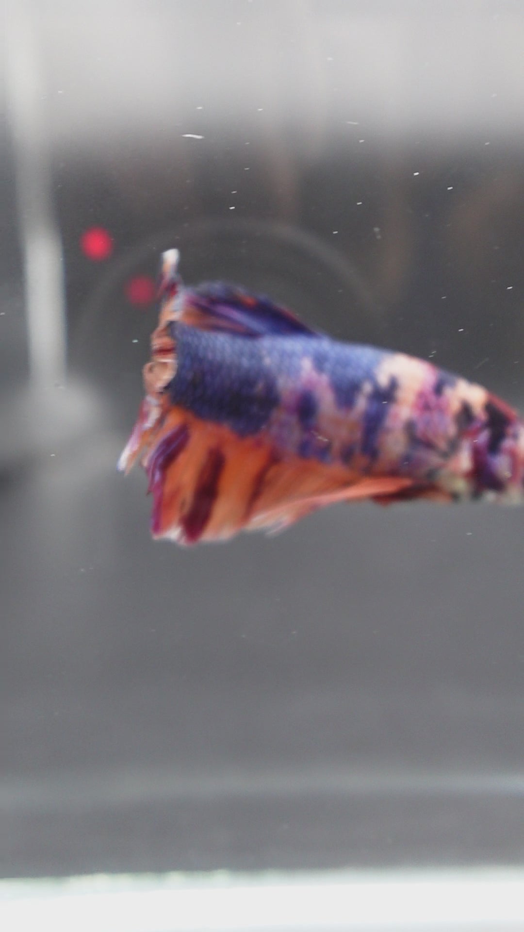 Rare Giant Multicolors Betta Fish