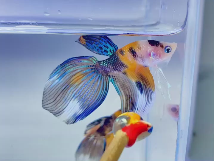 Rare Veiltail Koi Betta Fish