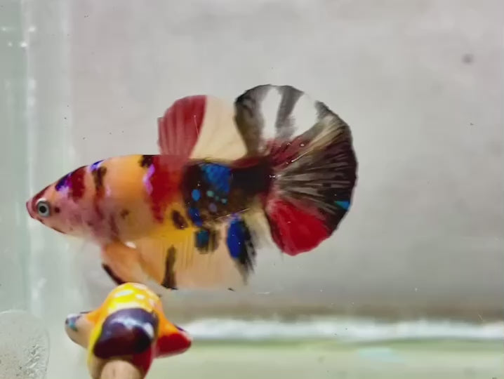 Rare Koi Multicolors Betta Fish