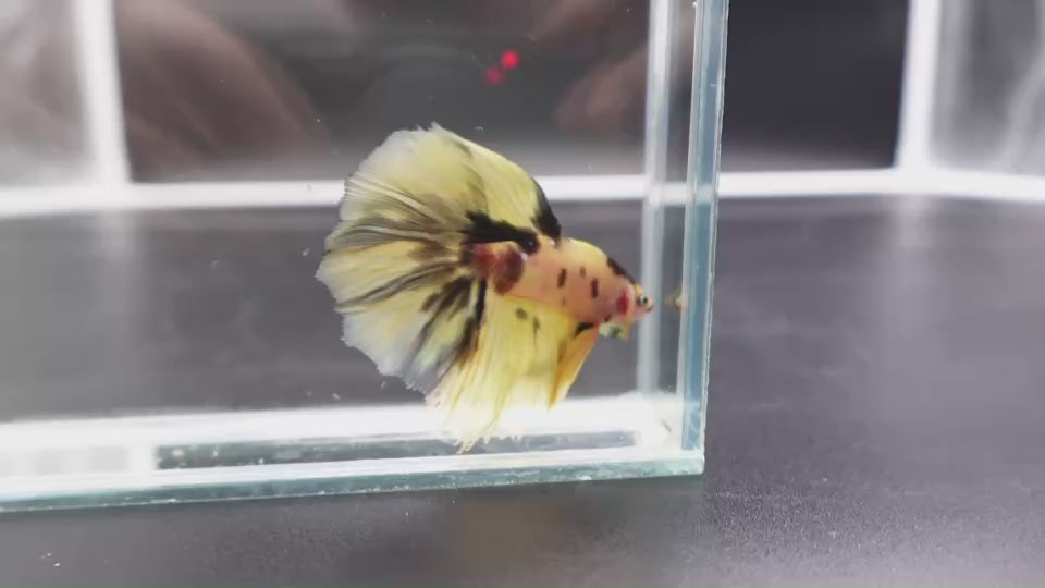Rare Halfmoon Multicolors Betta Fish