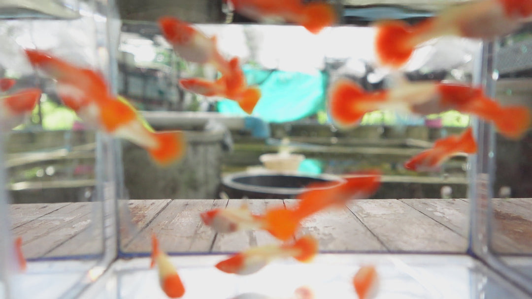Albino Tuxedo Red Koi Guppy Fish