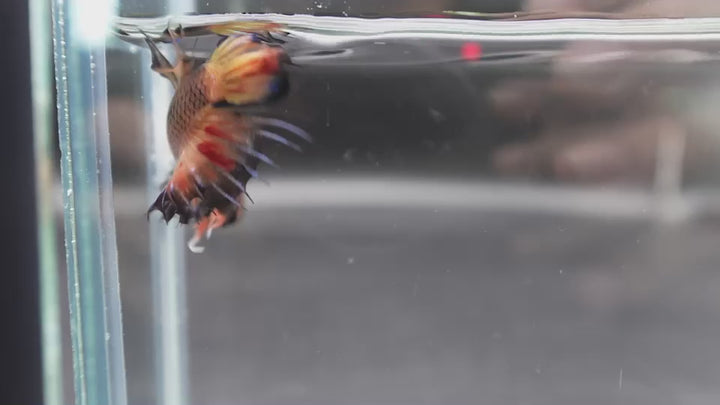 Rare CTPK Koi Betta Fish