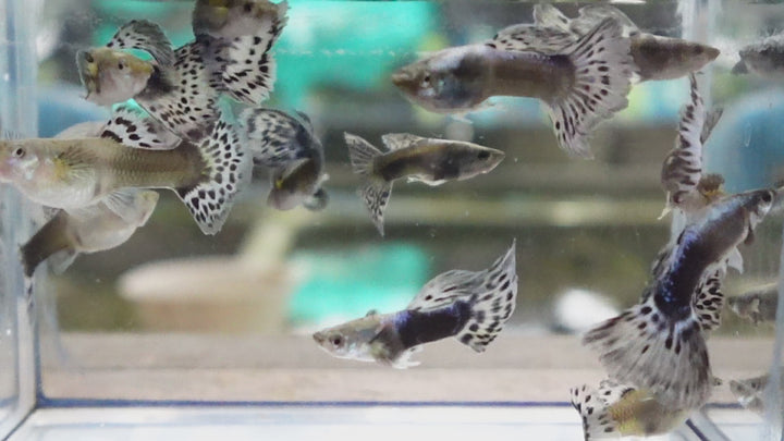 Purple Mosaic Guppy Fish