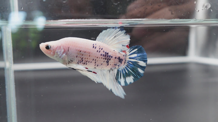 Rare Giant Multicolors Betta Fish