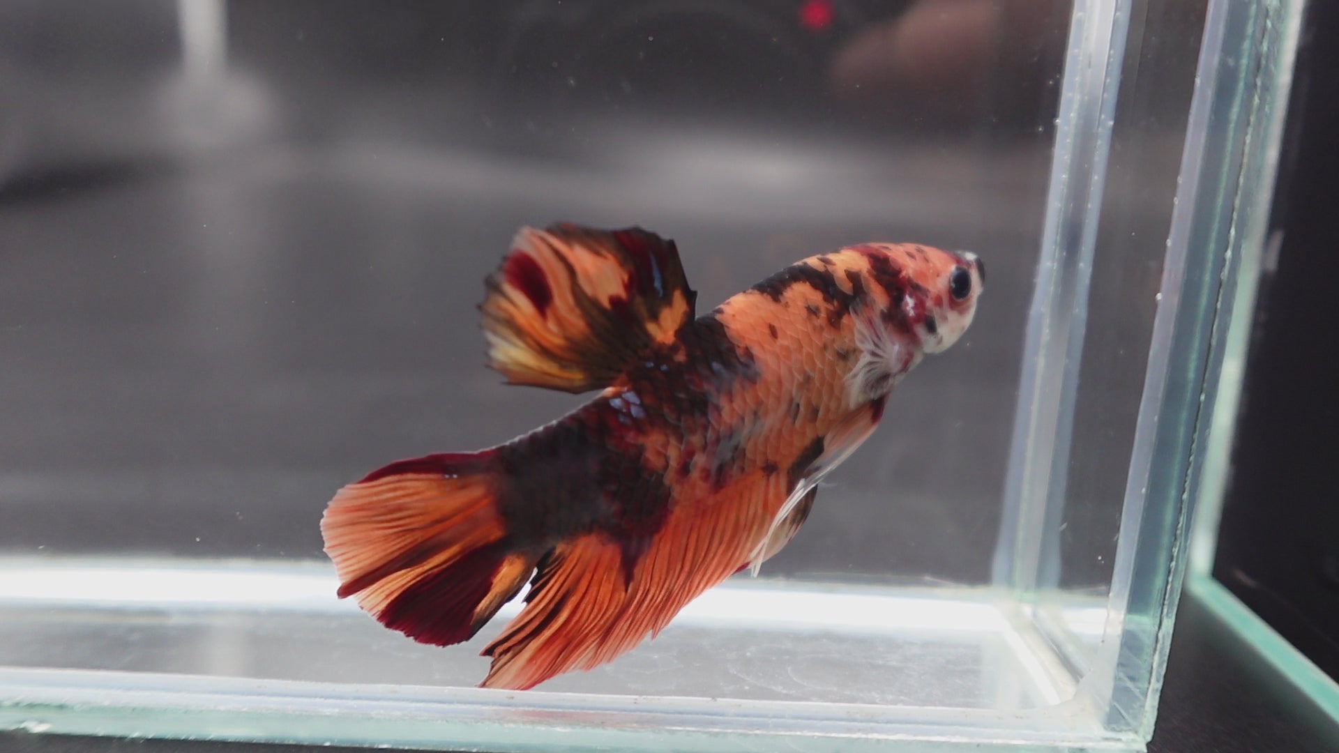 Rare Giant Multicolors Betta Fish