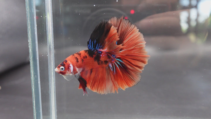 Rare Halfmoon Multicolors Betta Fish
