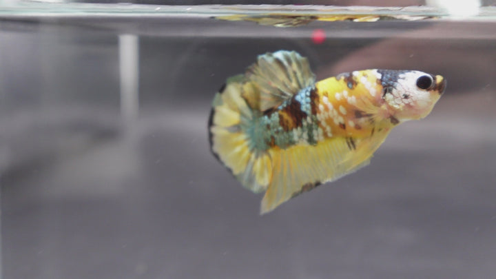 Competition grade - Yellow Copper Betta Fish