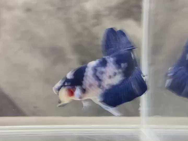 Rare Pair Blue Marble Dot Betta Fish