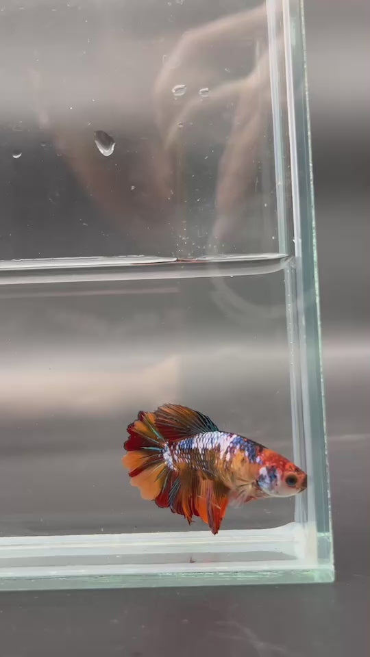 Rare Halfmoon Koi Fire Betta Fish