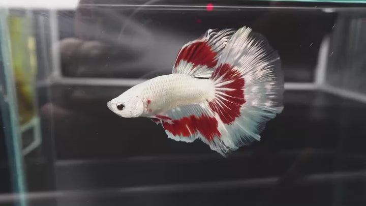 Rare Halfmoon Red Dragon Betta Fish