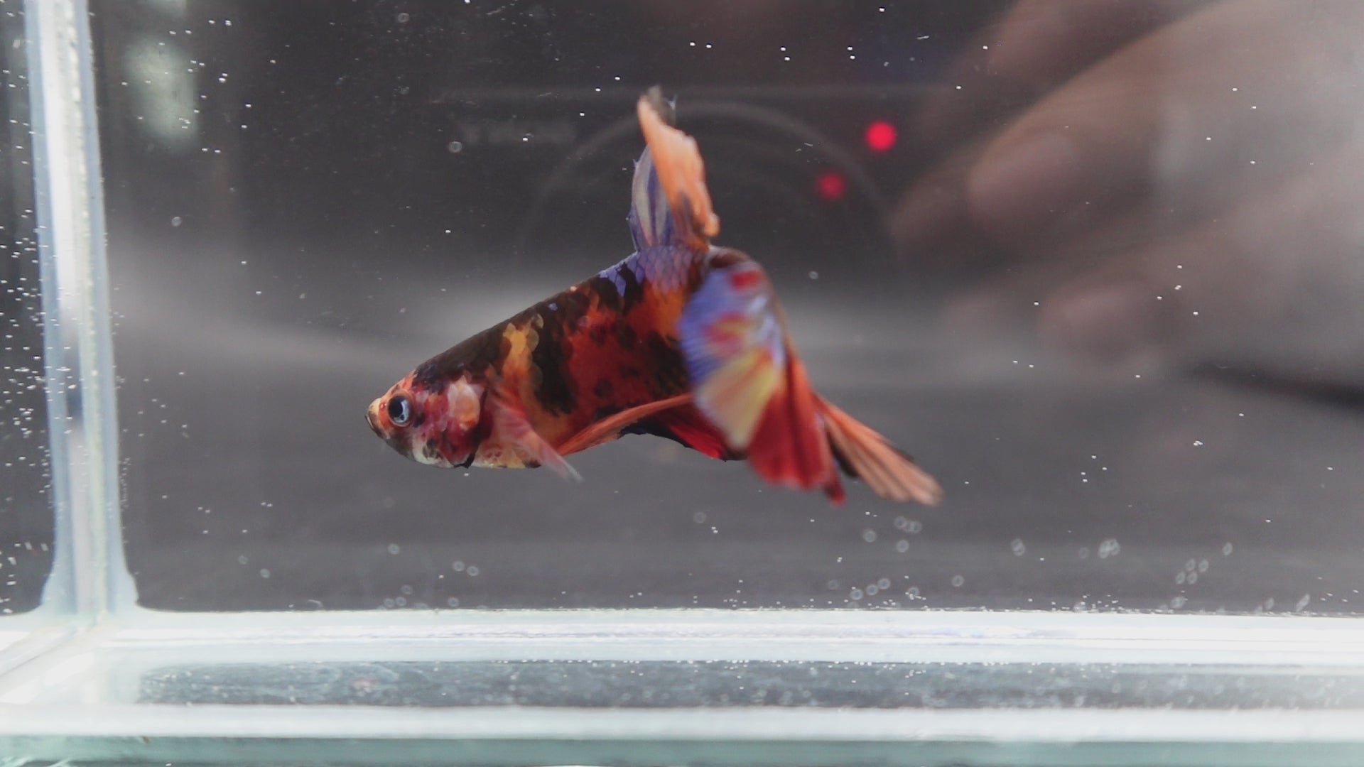 Rare Giant Multicolors Betta Fish