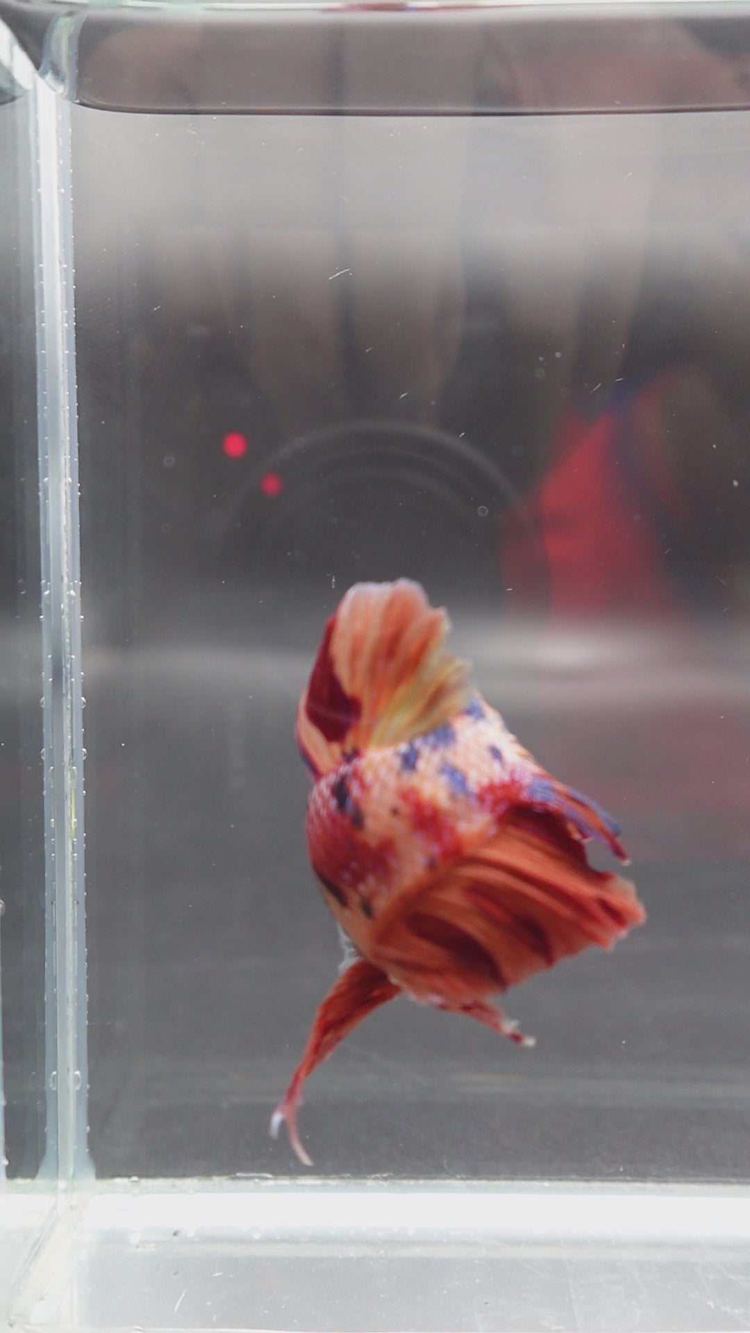 Rare Giant Multicolors Betta Fish