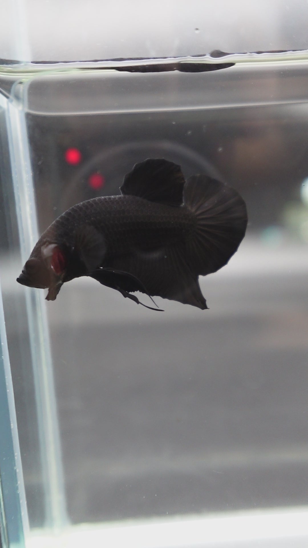 Competition grade - Super Black HMPK Betta Fish