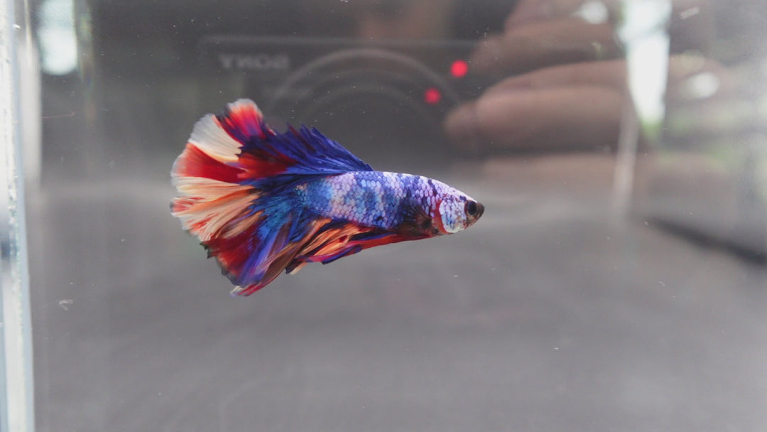 Rare Halfmoon Multicolors Betta Fish