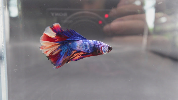 Rare Halfmoon Multicolors Betta Fish