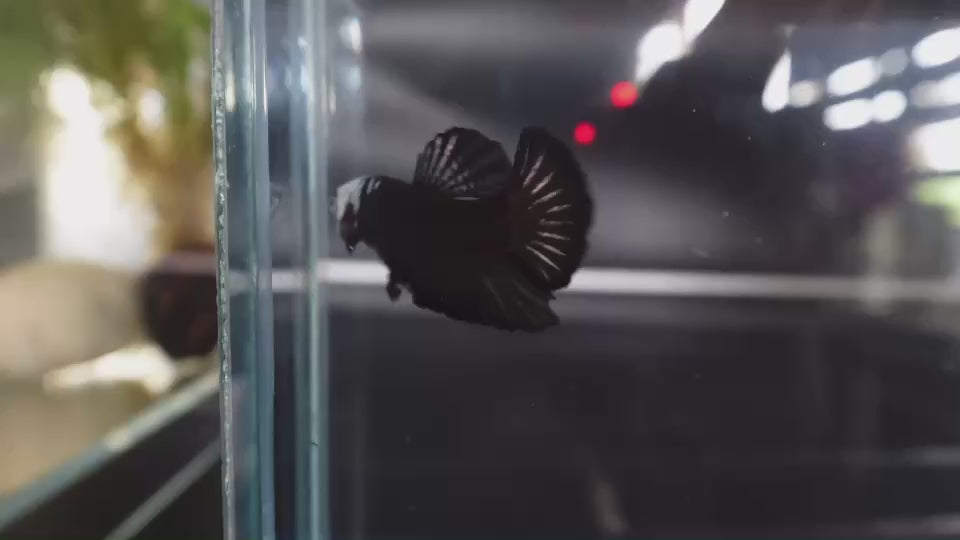 Rare Black Samurai Betta Fish