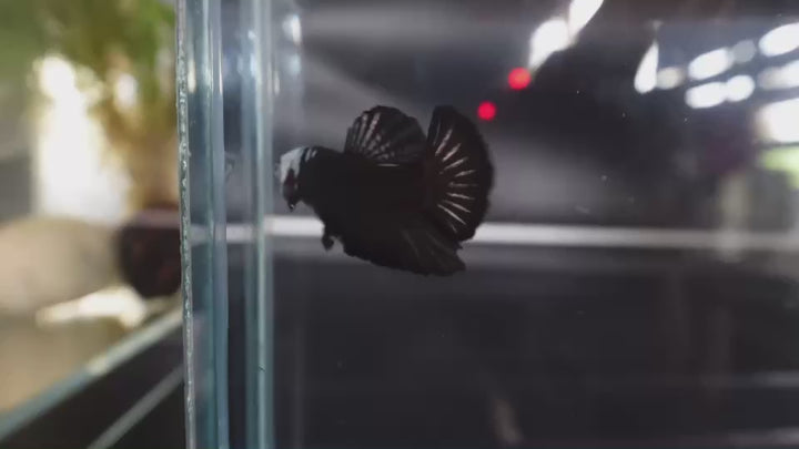 Rare Black Samurai Betta Fish
