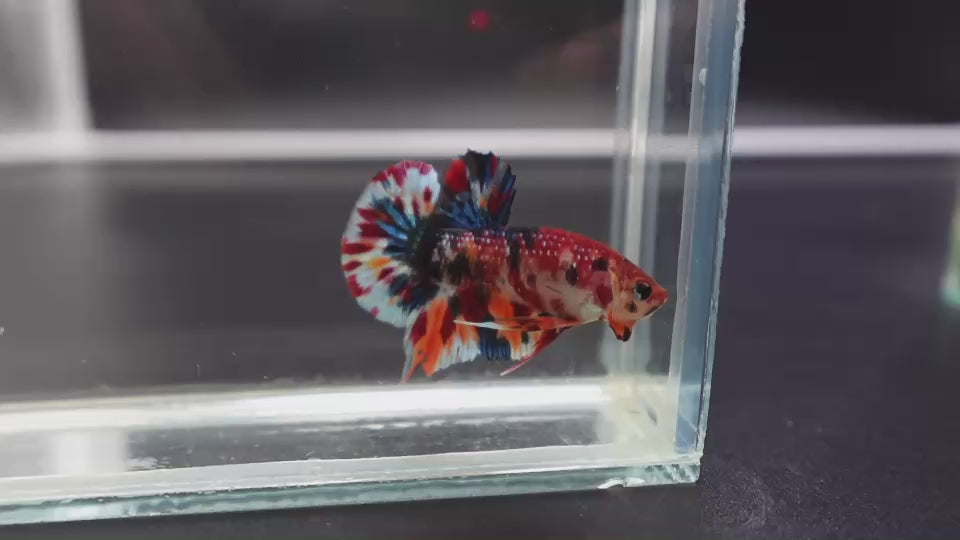 Competition grade - Candy Multicolors Betta Fish