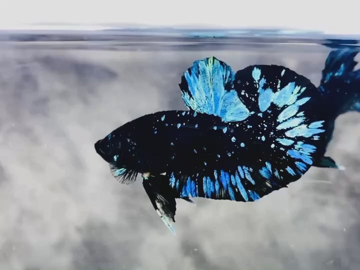 Rare Avatar Betta Fish