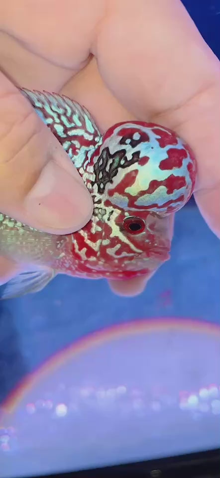 Rare Flowerhorn 4 inch