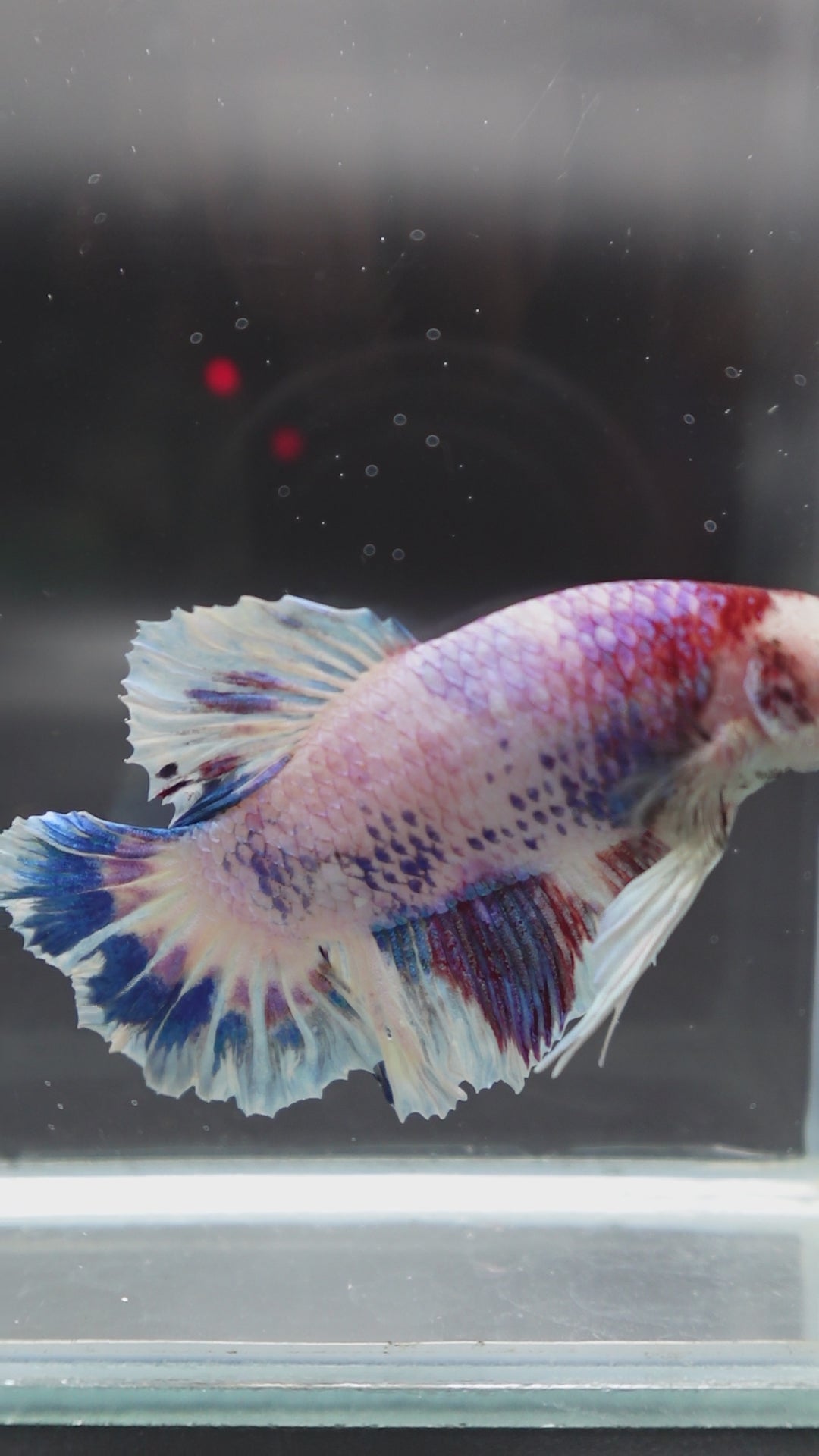 Rare Giant Koi Candy Betta Fish