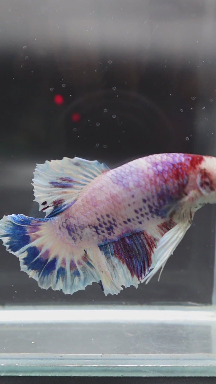 Rare Giant Koi Candy Betta Fish