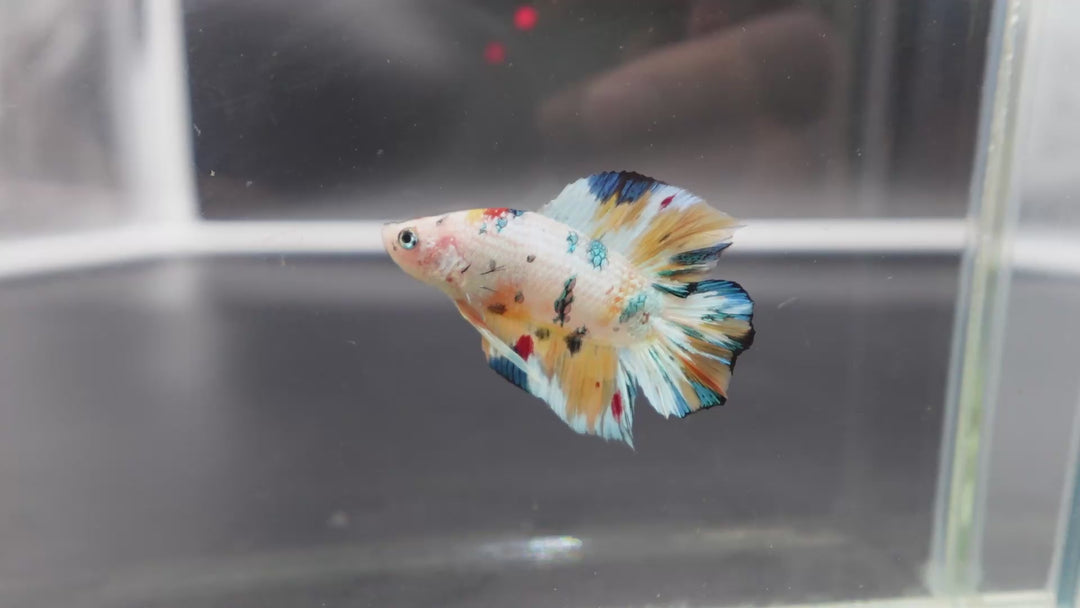 Competition grade - Koi Candy Double Tail Betta Fish