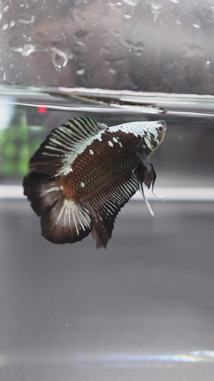 Rare Double Tail Copper Samurai Betta Fish