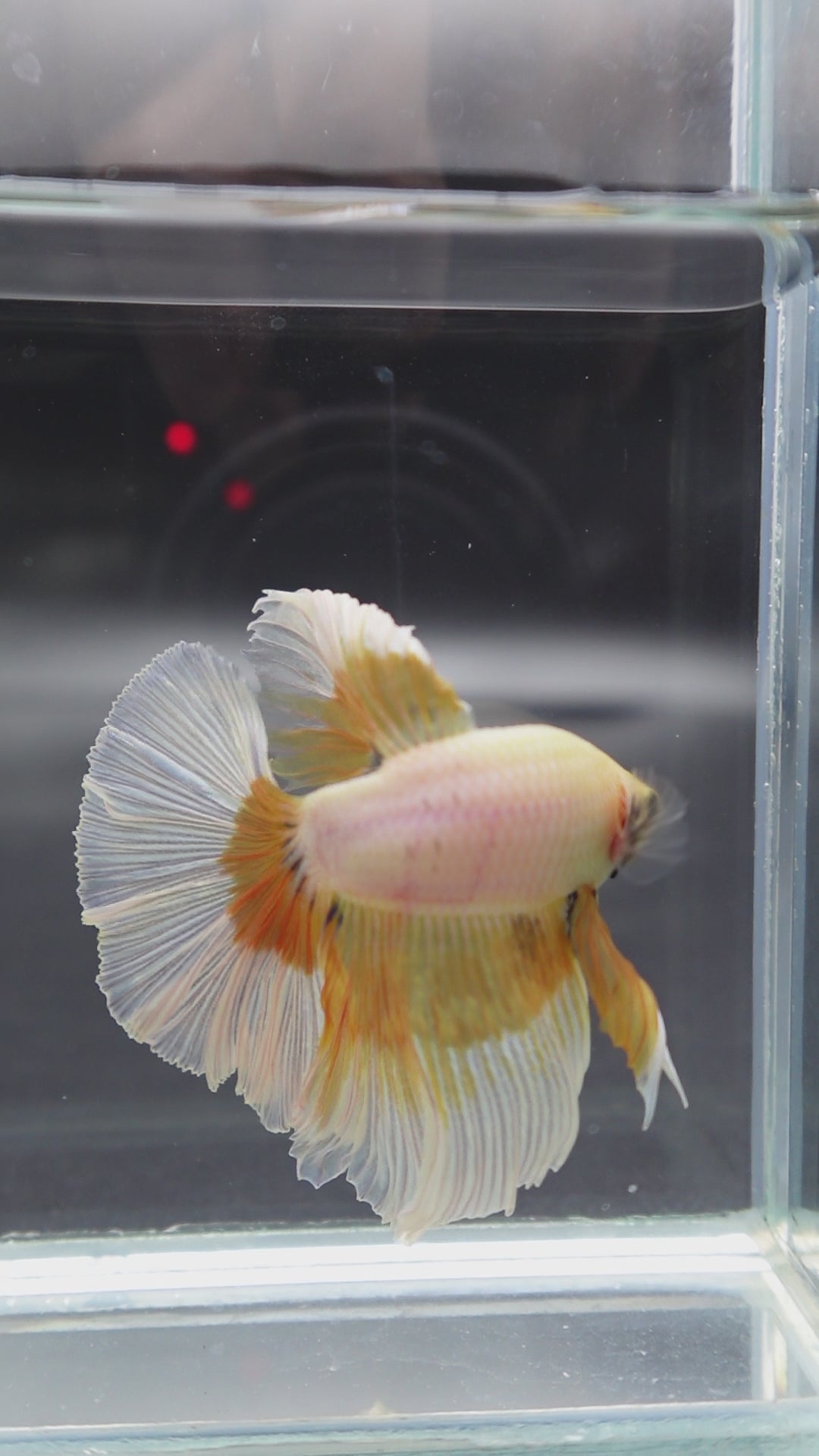 Rare Halfmoon Yellow Butterfly Betta Fish