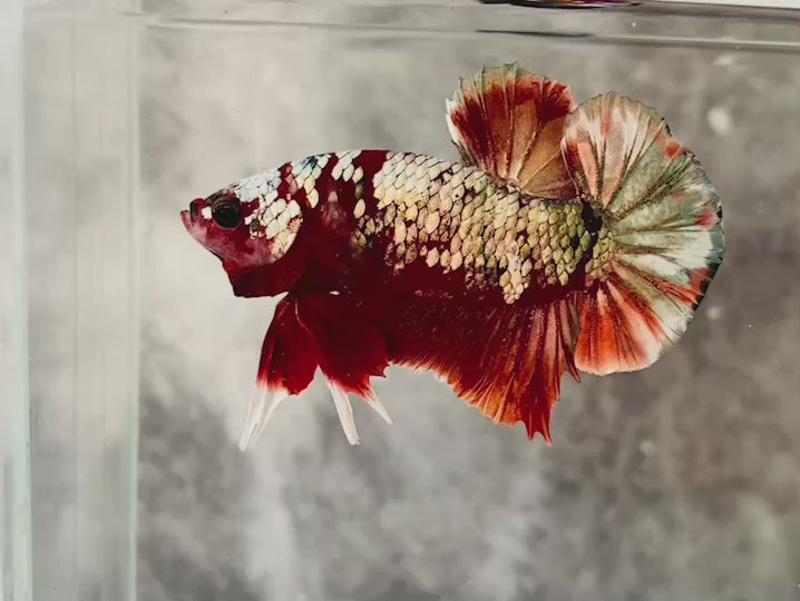 Rare Red Copper Betta Fish