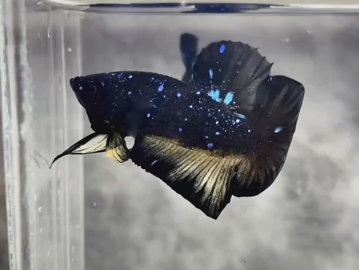 Rare Avatar Betta Fish