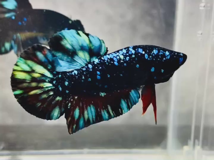 Rare Avatar Betta Fish
