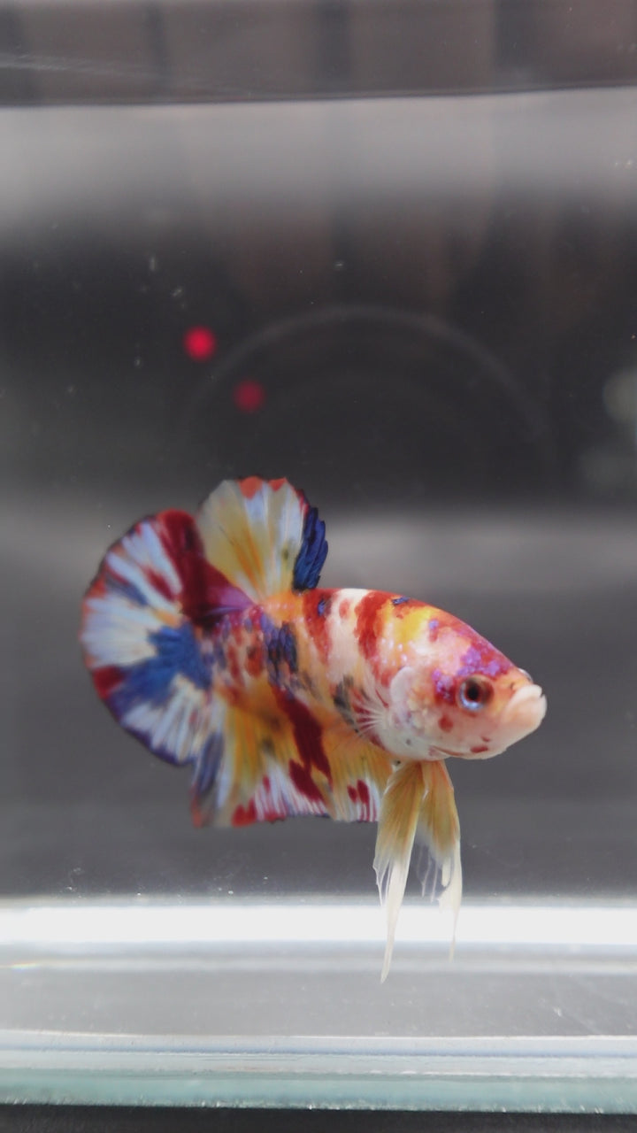 Competition grade - Candy Multicolors Betta Fish