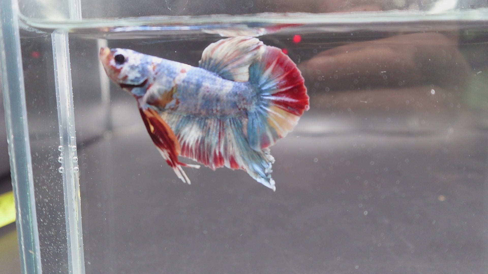 Rare Giant Multicolors Betta Fish