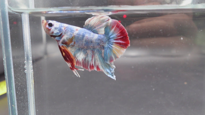 Rare Giant Multicolors Betta Fish