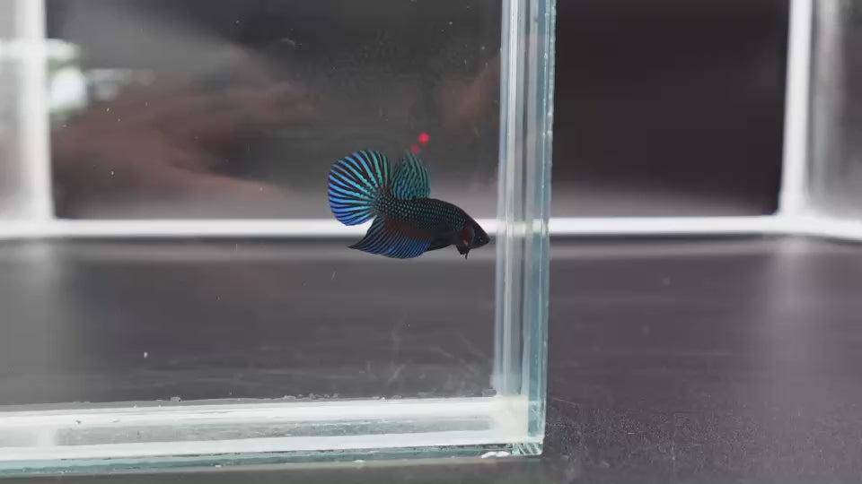 Green Mahachaiensis Betta