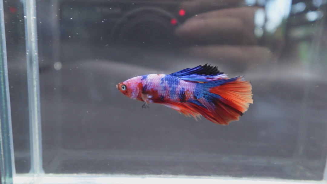Rare Halfmoon Multicolors Betta Fish