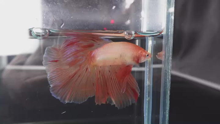Rare Halfmoon Tangerine Betta Fish