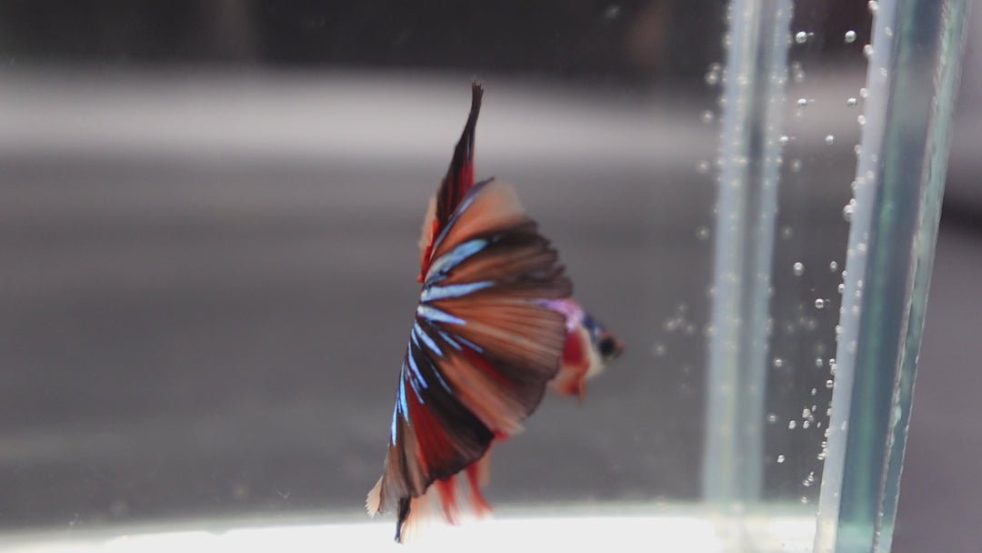 Competition Halfmoon Multicolors Betta Fish