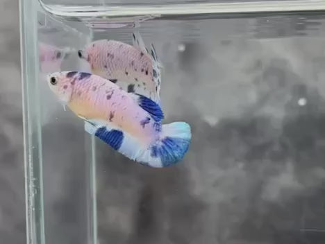 Rare Pair Blue Marble Dot Betta Fish