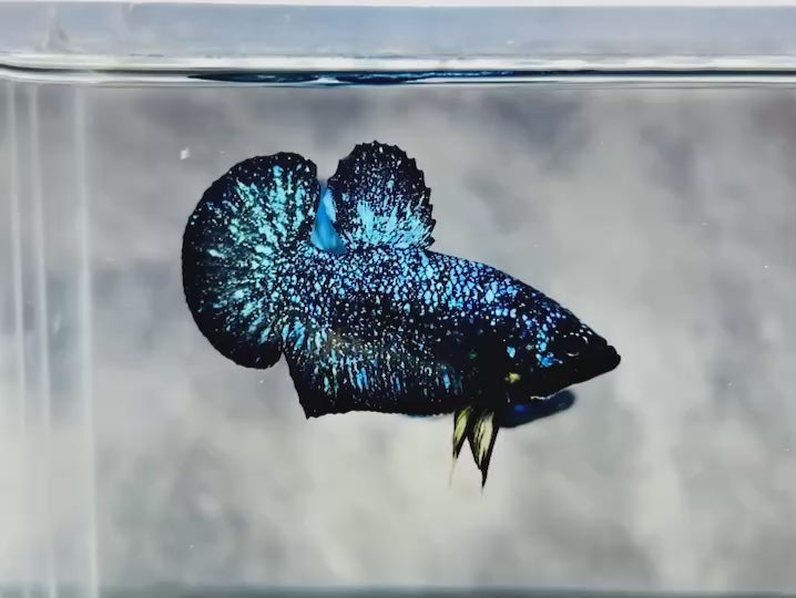 Rare Avatar Betta Fish