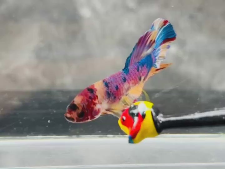 Rare Pair Koi Multicolors Betta Fish