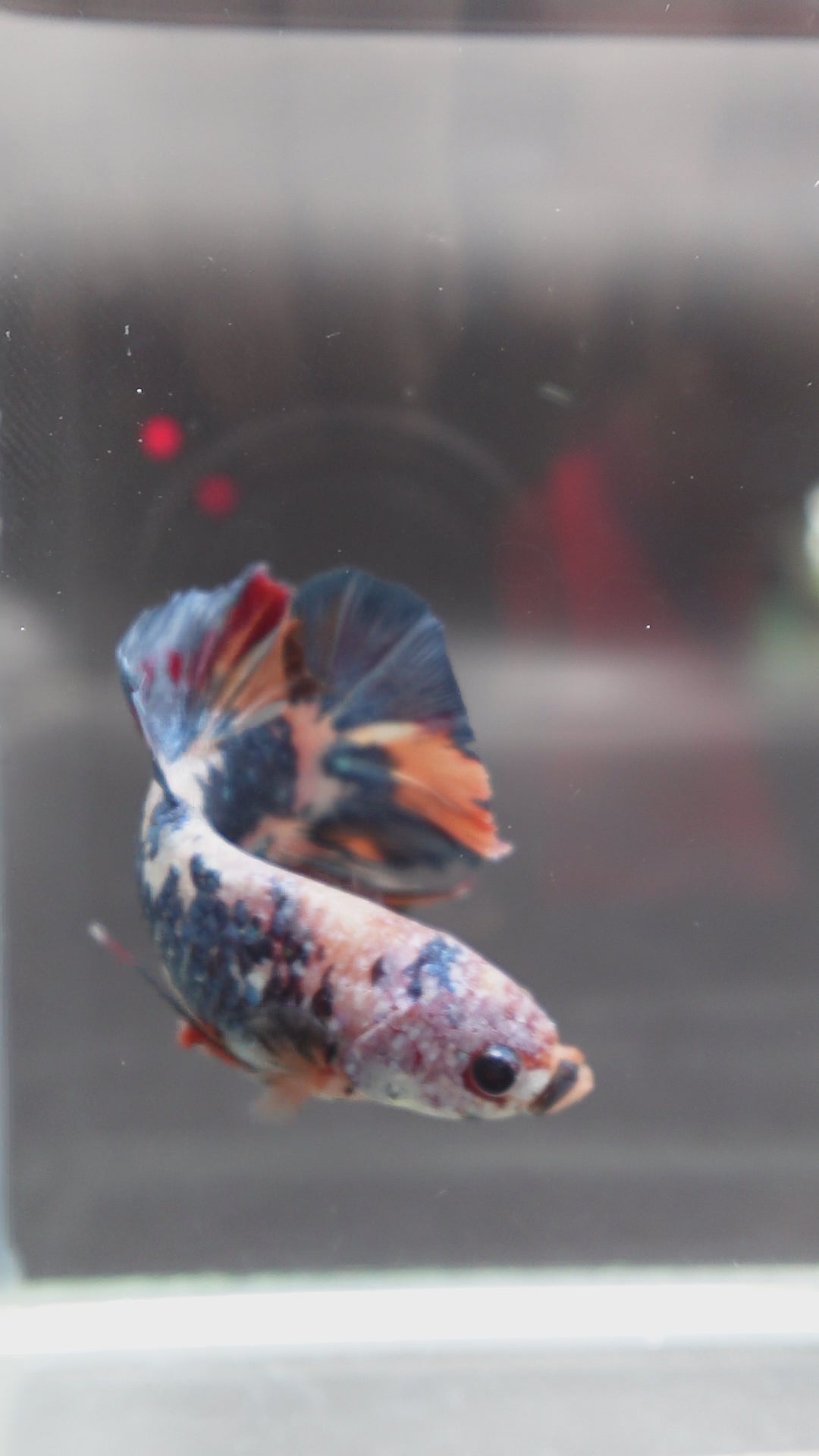 Rare Giant Multicolors Betta Fish