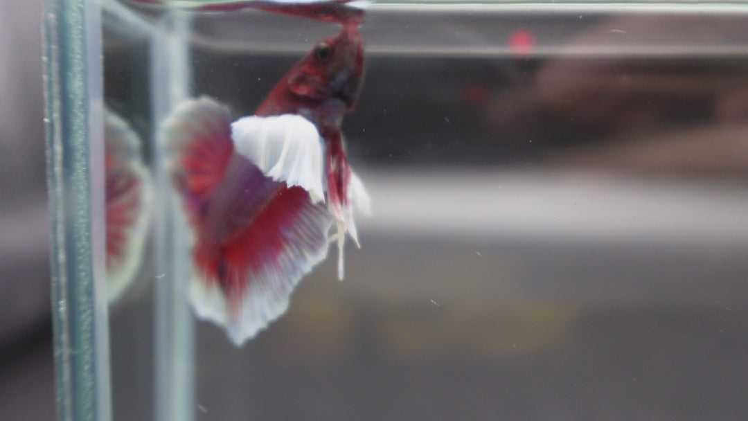 Rare Dumbo Crimson Red Betta Fish