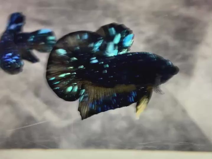 Rare Avatar Betta Fish