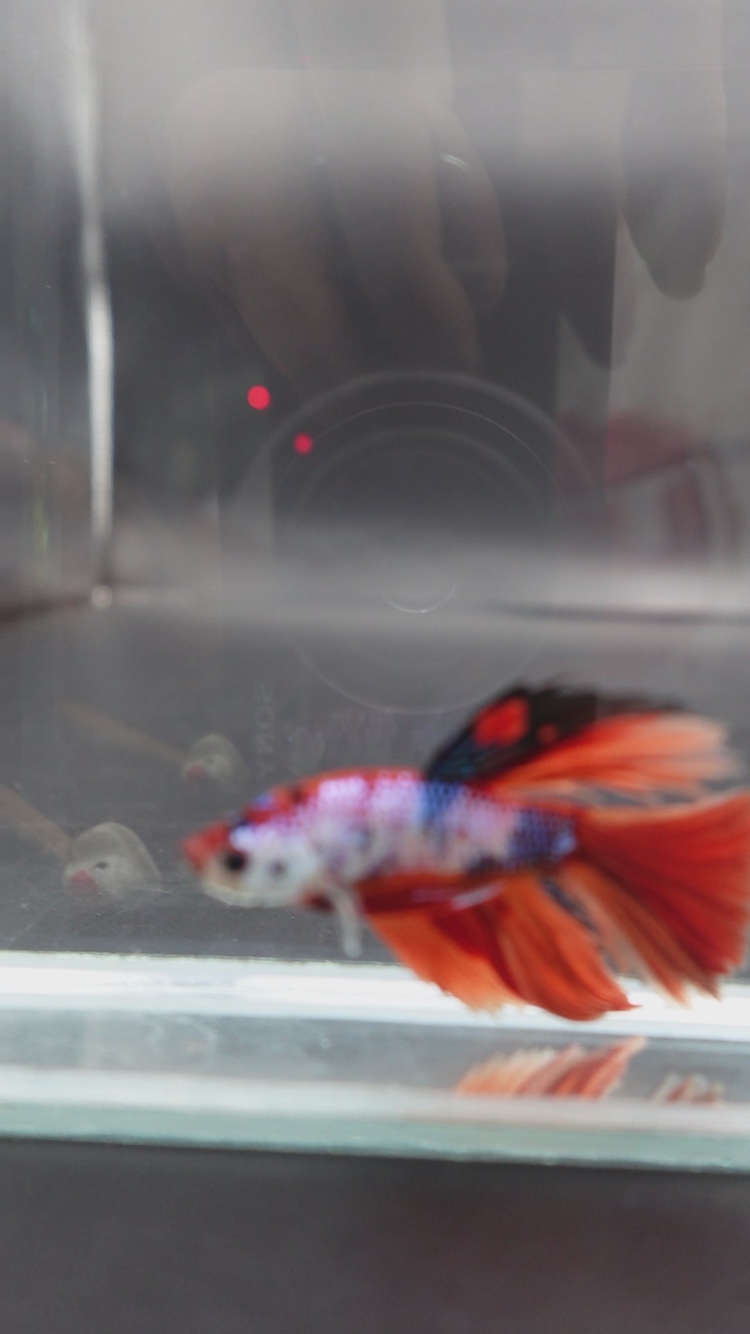 Rare Halfmoon Multicolors Betta Fish