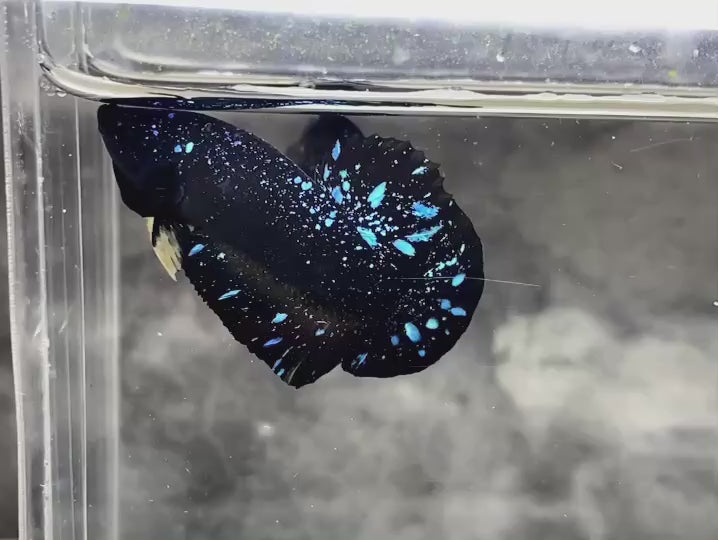 Rare Avatar Betta Fish